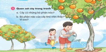 Bài 2: Câu chuyện của rễ